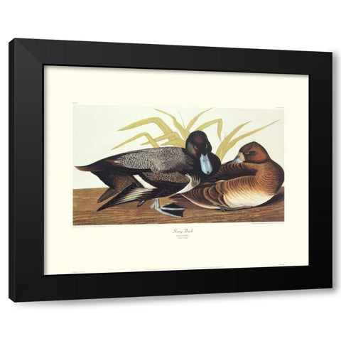 Scaup Duck (decorative border) Black Modern Wood Framed Art Print by Audubon, John James