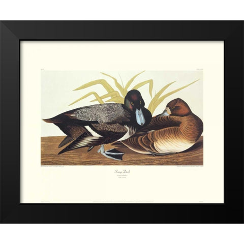 Scaup Duck (decorative border) Black Modern Wood Framed Art Print by Audubon, John James