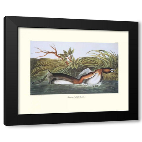 American Pied-Bill Dobchick (decorative border) Black Modern Wood Framed Art Print by Audubon, John James
