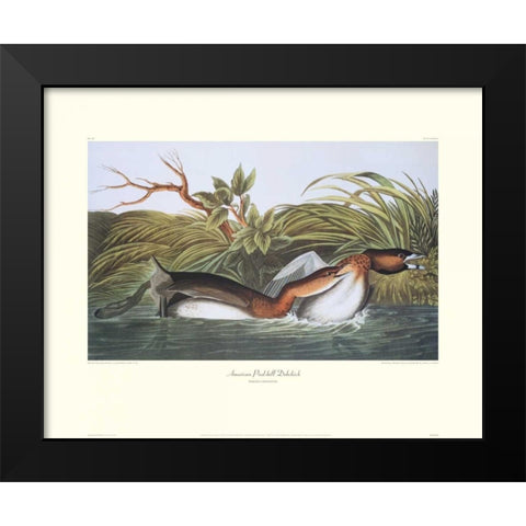 American Pied-Bill Dobchick (decorative border) Black Modern Wood Framed Art Print by Audubon, John James