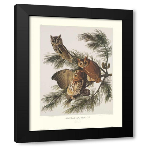 Little Screech Owl or Mottled Owl (decorative border) Black Modern Wood Framed Art Print by Audubon, John James