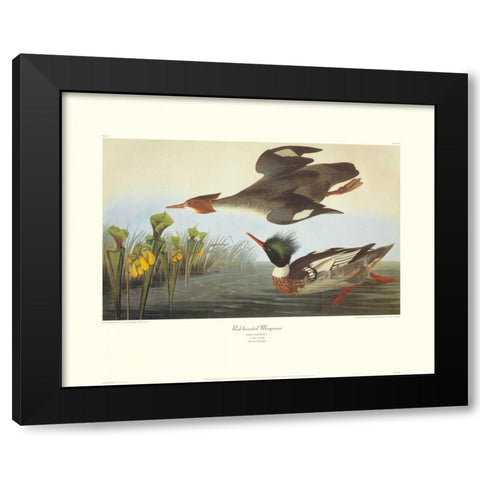 Red-Breasted Merganser (decorative border) Black Modern Wood Framed Art Print by Audubon, John James