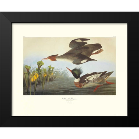 Red-Breasted Merganser (decorative border) Black Modern Wood Framed Art Print by Audubon, John James