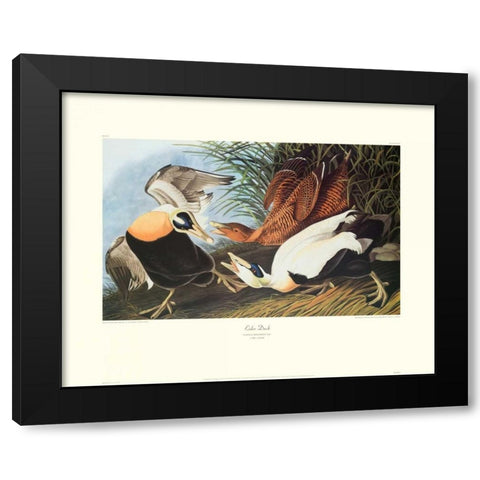 Eider Duck (decorative border) Black Modern Wood Framed Art Print by Audubon, John James