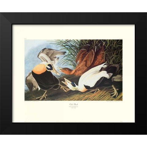 Eider Duck (decorative border) Black Modern Wood Framed Art Print by Audubon, John James