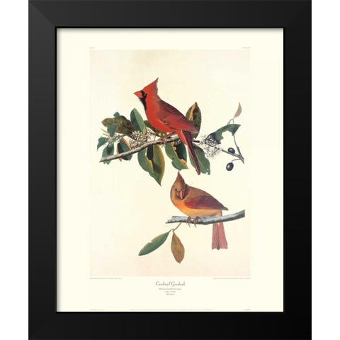 Cardinal Grosbeak (decorative border) Black Modern Wood Framed Art Print by Audubon, John James