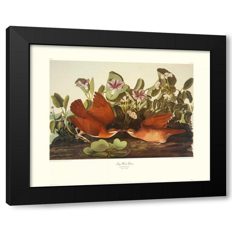Key-West Dove (decorative border) Black Modern Wood Framed Art Print with Double Matting by Audubon, John James