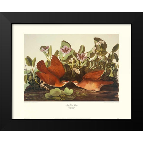 Key-West Dove (decorative border) Black Modern Wood Framed Art Print by Audubon, John James