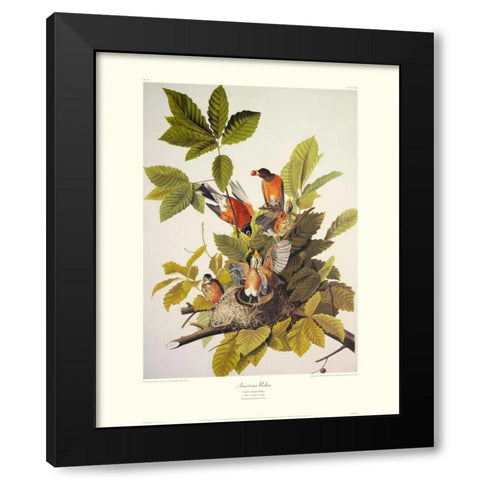 American Robin (decorative border) Black Modern Wood Framed Art Print with Double Matting by Audubon, John James