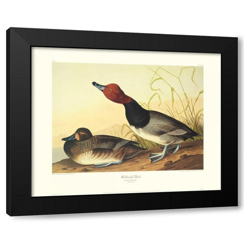 Red-Headed Duck (decorative border) Black Modern Wood Framed Art Print by Audubon, John James