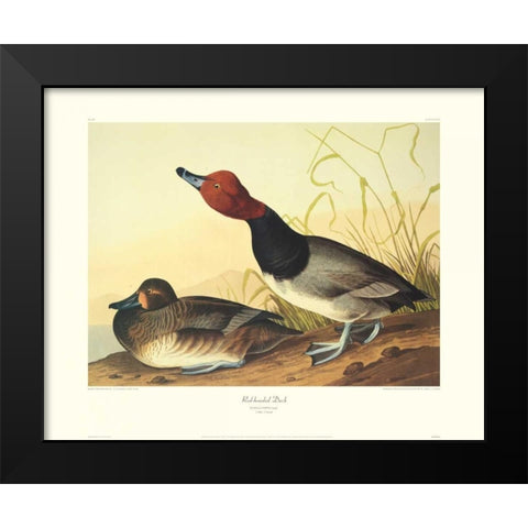 Red-Headed Duck (decorative border) Black Modern Wood Framed Art Print by Audubon, John James