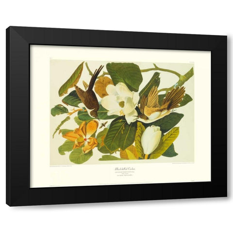 Black-Billed Cuckoo (decorative border) Black Modern Wood Framed Art Print by Audubon, John James