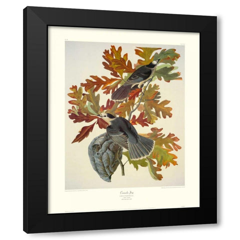 Canada Jay (decorative border) Black Modern Wood Framed Art Print with Double Matting by Audubon, John James