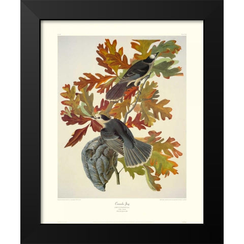 Canada Jay (decorative border) Black Modern Wood Framed Art Print by Audubon, John James