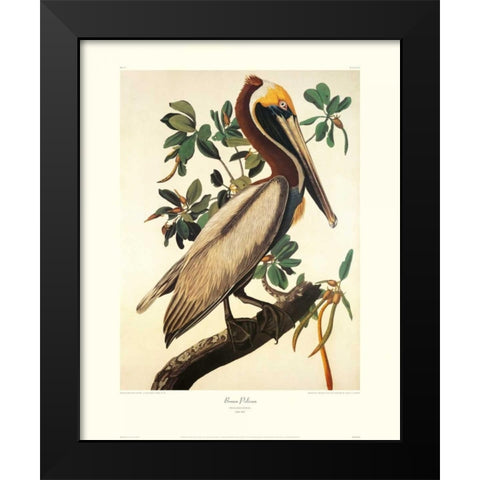 Brown Pelican (decorative border) Black Modern Wood Framed Art Print by Audubon, John James