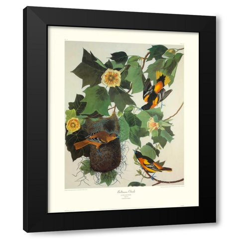Baltimore Oriole (decorative border) Black Modern Wood Framed Art Print by Audubon, John James