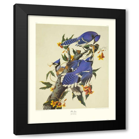 Blue Jay (decorative border) Black Modern Wood Framed Art Print by Audubon, John James