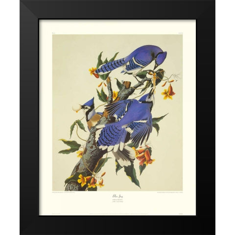 Blue Jay (decorative border) Black Modern Wood Framed Art Print by Audubon, John James