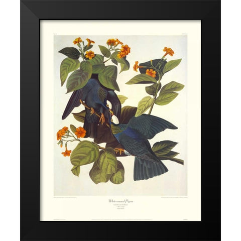 White-Crowned Pigeon (decorative border) Black Modern Wood Framed Art Print by Audubon, John James