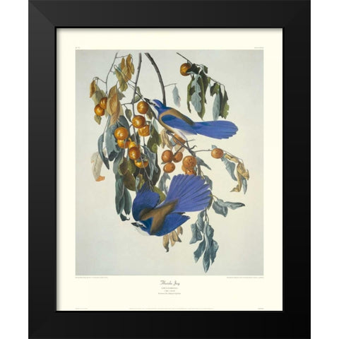 Florida Jay (decorative border) Black Modern Wood Framed Art Print by Audubon, John James