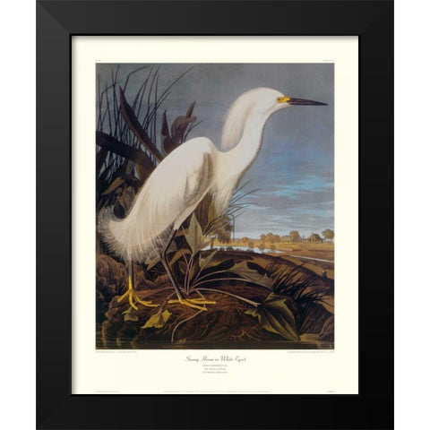 Snowy Heron Or White Egret (decorative border) Black Modern Wood Framed Art Print by Audubon, John James