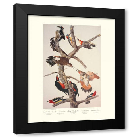 Hairy Woodpecker (decorative border) Black Modern Wood Framed Art Print by Audubon, John James