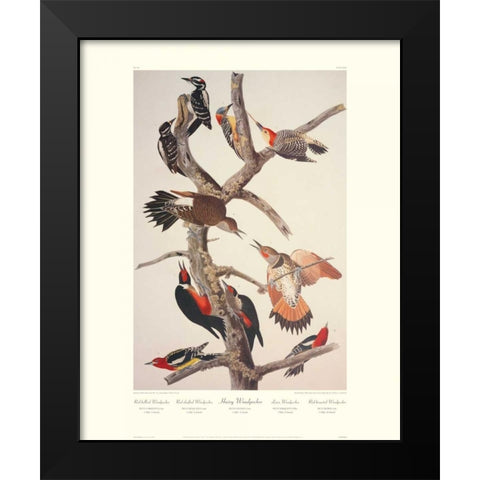 Hairy Woodpecker (decorative border) Black Modern Wood Framed Art Print by Audubon, John James