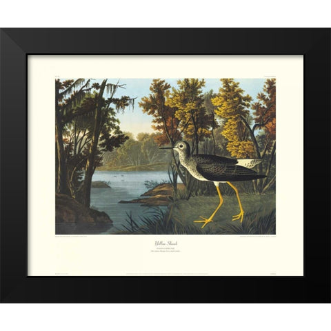 Yellow Shank (decorative border) Black Modern Wood Framed Art Print by Audubon, John James