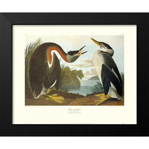 Red-Necked Grebe (decorative border) Black Modern Wood Framed Art Print by Audubon, John James