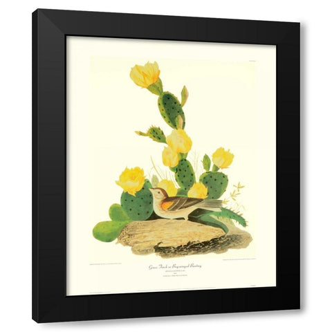 Grass Finch Or Bay-Winged Bunting (decorative border) Black Modern Wood Framed Art Print by Audubon, John James