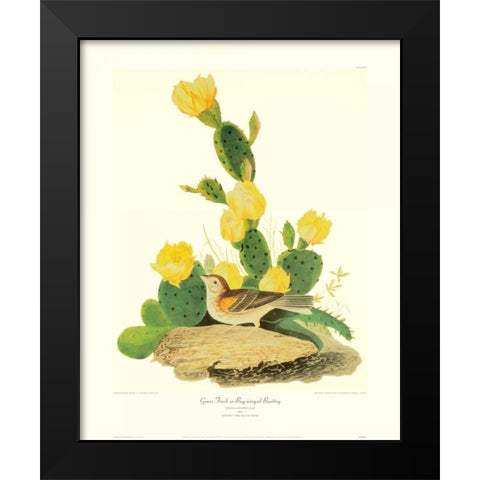 Grass Finch Or Bay-Winged Bunting (decorative border) Black Modern Wood Framed Art Print by Audubon, John James