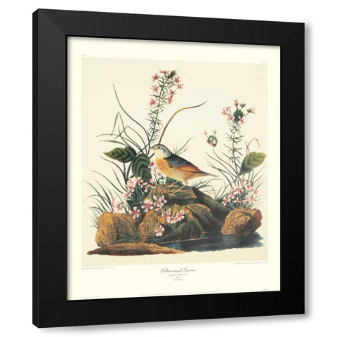 Yellow-Winged Sparrow (decorative border) Black Modern Wood Framed Art Print by Audubon, John James