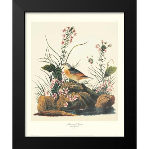 Yellow-Winged Sparrow (decorative border) Black Modern Wood Framed Art Print by Audubon, John James