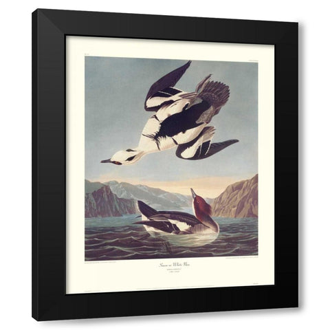 Smew Or White Nun (decorative border) Black Modern Wood Framed Art Print with Double Matting by Audubon, John James