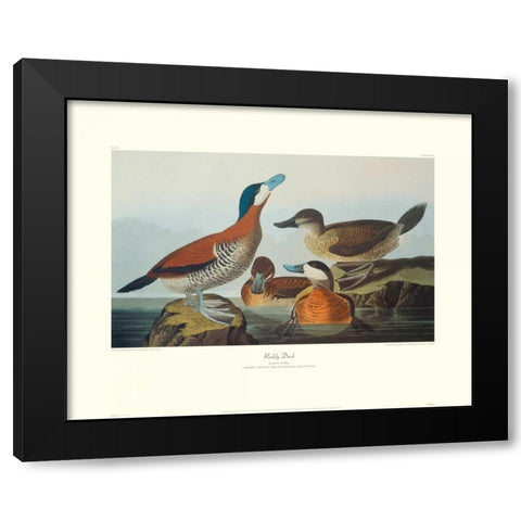 Ruddy Duck (decorative border) Black Modern Wood Framed Art Print with Double Matting by Audubon, John James