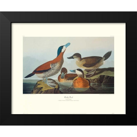 Ruddy Duck (decorative border) Black Modern Wood Framed Art Print by Audubon, John James