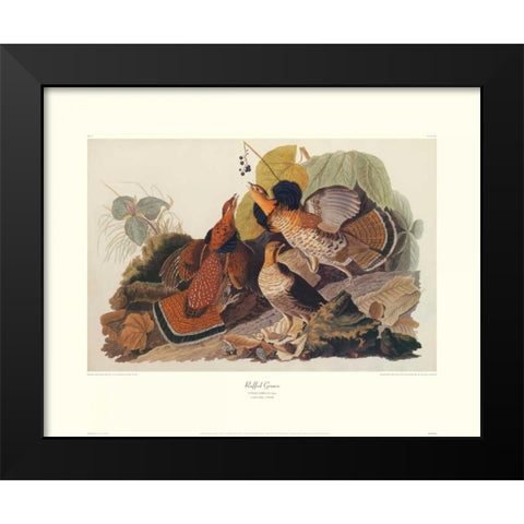 Ruffed Grouse (decorative border) Black Modern Wood Framed Art Print by Audubon, John James