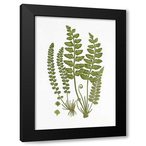 Sea Spleenwort Black Modern Wood Framed Art Print by Anonymous