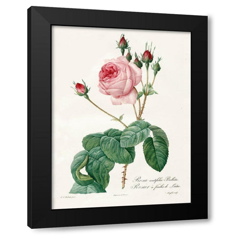 Rosa Centrifolia Bullata Black Modern Wood Framed Art Print with Double Matting by Redoute, Pierre Joseph