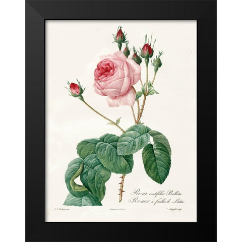 Rosa Centrifolia Bullata Black Modern Wood Framed Art Print by Redoute, Pierre Joseph