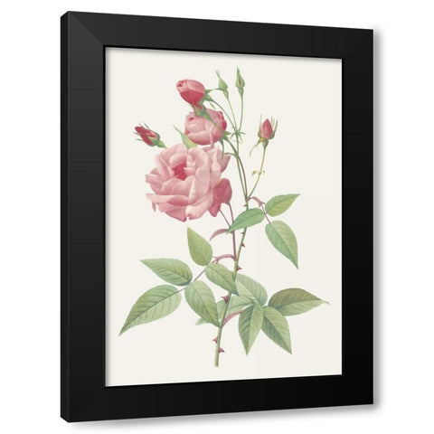 Rosa Indica Vulgaris Black Modern Wood Framed Art Print by Redoute, Pierre