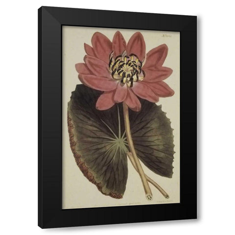Wonderous Water Lily Black Modern Wood Framed Art Print with Double Matting by Sweet, Robert