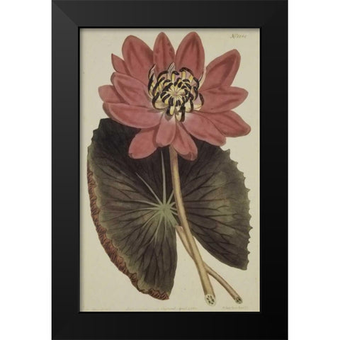 Wonderous Water Lily Black Modern Wood Framed Art Print by Sweet, Robert