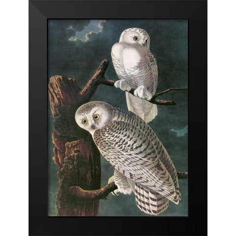 Snowy Owl Black Modern Wood Framed Art Print by Audubon, John James