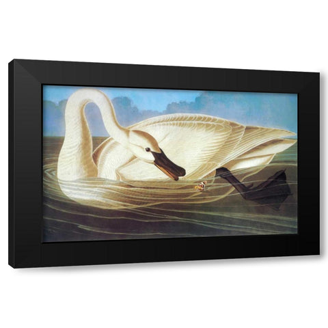 Trumpeter Swan Black Modern Wood Framed Art Print by Audubon, John James