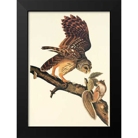 Barred Owl Black Modern Wood Framed Art Print by Audubon, John James