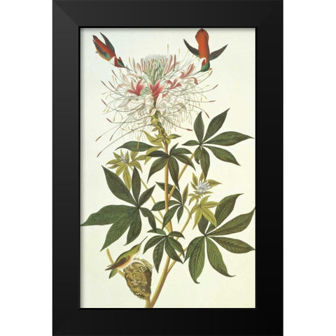 Ruff-Necked Hummingbird Black Modern Wood Framed Art Print by Audubon, John James