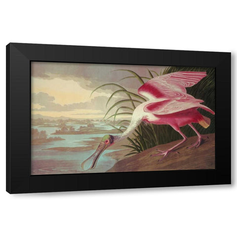 Roseate Spoonbill Black Modern Wood Framed Art Print by Audubon, John James
