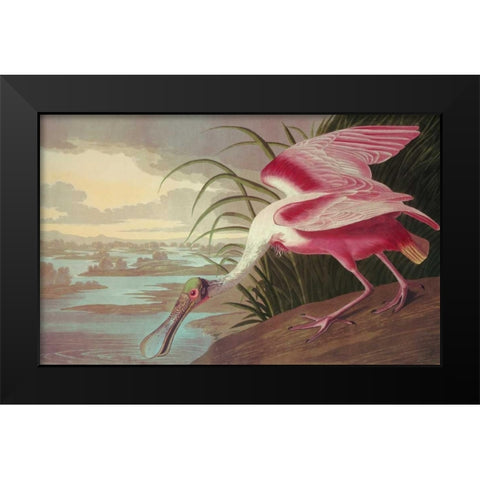 Roseate Spoonbill Black Modern Wood Framed Art Print by Audubon, John James