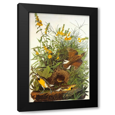 Meadow Lark Black Modern Wood Framed Art Print with Double Matting by Audubon, John James